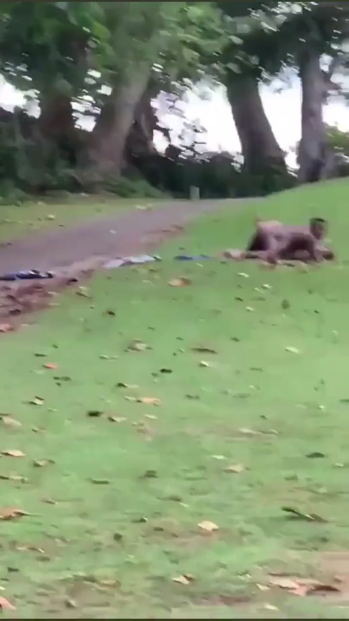 Caught fucking at a public park